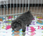 Small Photo #2 Yoranian Puppy For Sale in ORO VALLEY, AZ, USA