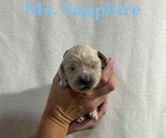 Puppy Sapphire English Cream Golden Retriever