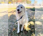 Small Photo #26 Great Pyrenees Puppy For Sale in Spring, TX, USA
