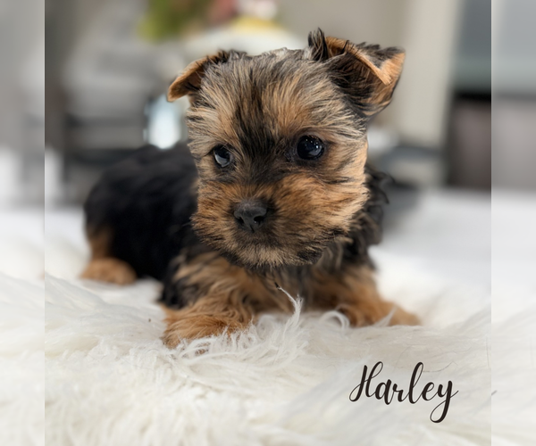 Medium Photo #12 Yorkshire Terrier Puppy For Sale in ADDISON, IL, USA