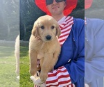 Image preview for Ad Listing. Nickname: AKC Golden Retr
