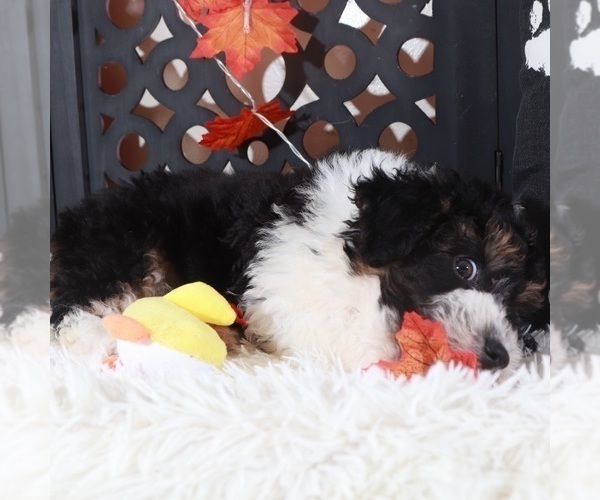 Medium Photo #4 Aussiedoodle-Poodle (Toy) Mix Puppy For Sale in MOUNT VERNON, OH, USA