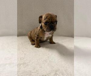 French Bulldog Puppy for sale in CHARLESTON, SC, USA