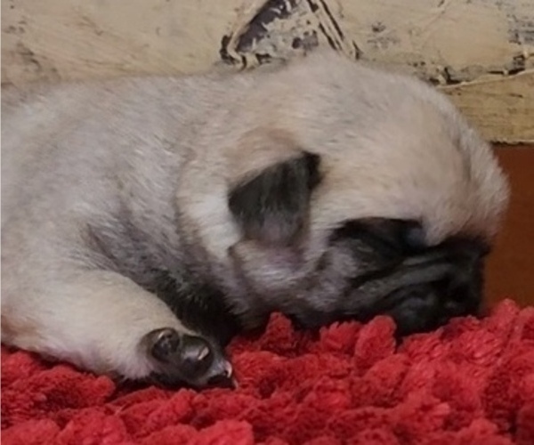 Medium Photo #9 Pug Puppy For Sale in ZEBULON, NC, USA