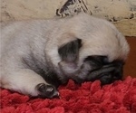 Small Photo #9 Pug Puppy For Sale in ZEBULON, NC, USA