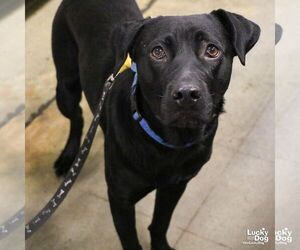 Labrador Retriever-Unknown Mix Dogs for adoption in Washington, DC, USA