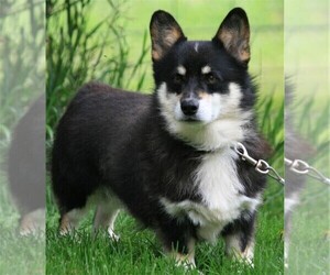 Pembroke Welsh Corgi Puppy for sale in WOODMAN, WI, USA