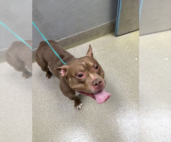 Medium Photo #1 Mutt Puppy For Sale in Las Vegas, NV, USA