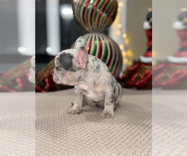Medium Photo #6 French Bulldog Puppy For Sale in HILTON, NY, USA