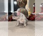 Small Photo #6 French Bulldog Puppy For Sale in HILTON, NY, USA