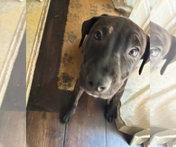 Medium Photo #3 Staffordshire Bull Terrier-Unknown Mix Puppy For Sale in Holly Springs, NC, USA