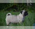 Small #11 Pug