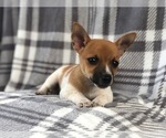 Small Photo #14 Jack Russell Terrier Puppy For Sale in LAKELAND, FL, USA