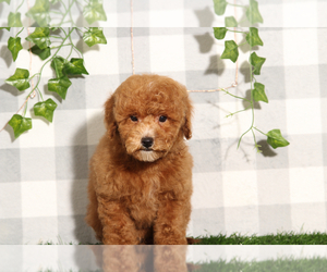 ShihPoo Puppy for sale in MARIETTA, GA, USA