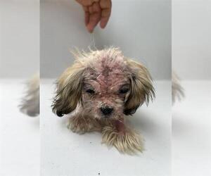 Shih Tzu-Unknown Mix Dogs for adoption in Houston, TX, USA