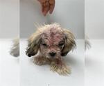 Small Shih Tzu Mix