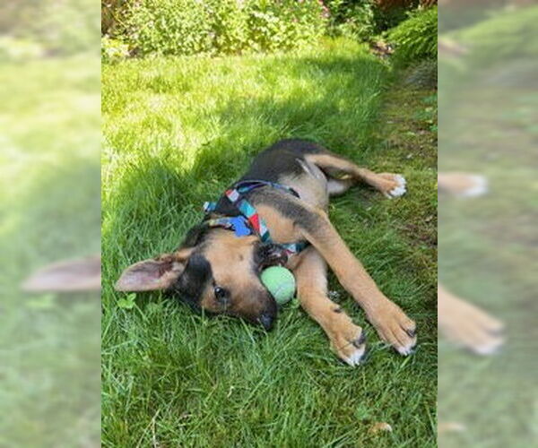 Medium Photo #4 Mutt Puppy For Sale in Bellevue, WA, USA