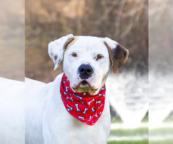 Medium Photo #8 Mutt Puppy For Sale in Unionville, PA, USA