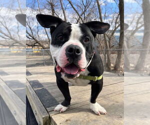 Mr. Fufu - Male Mutt Dog for Adoption - Photo #2