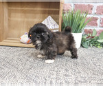 Small #1 Shih Tzu