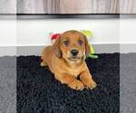 Small Photo #2 Doxle Puppy For Sale in FRANKLIN, IN, USA