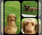 Small Photo #1 Poodle (Standard) Puppy For Sale in ROGERSVILLE, AL, USA