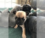 Small #2 French Bulldog