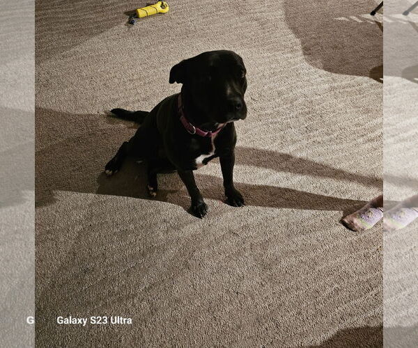 Medium Photo #14 American Pit Bull Terrier-Labrador Retriever Mix Puppy For Sale in Princeton, MN, USA