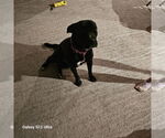 Small #13 American Pit Bull Terrier-Labrador Retriever Mix