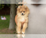 Small #2 Pomeranian