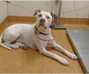 Mutt Dogs for adoption in Sacramento, CA, USA