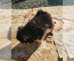 Small #3 Pomeranian