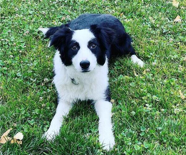 Medium Photo #1 Border Collie Puppy For Sale in PERRIS, CA, USA