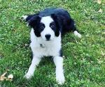 Small Photo #1 Border Collie Puppy For Sale in PERRIS, CA, USA
