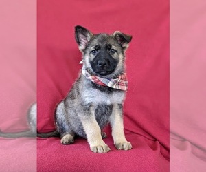 German Shepherd Dog Puppy for sale in NEW PROVIDENCE, PA, USA