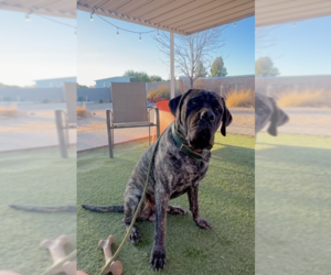 Mastiff Dogs for adoption in Goodyear, AZ, USA