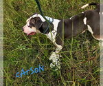 Small #4 American Bulldog Mix