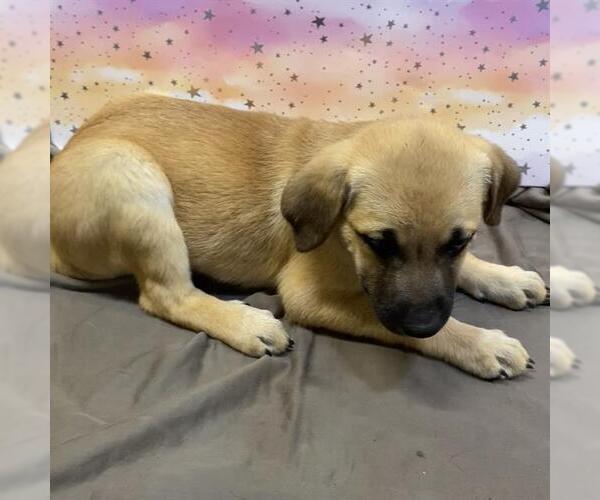Medium Photo #1 Mutt Puppy For Sale in Modesto, CA, USA