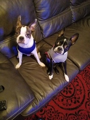 Boston Terrier Puppy for sale in FORT MYERS, FL, USA