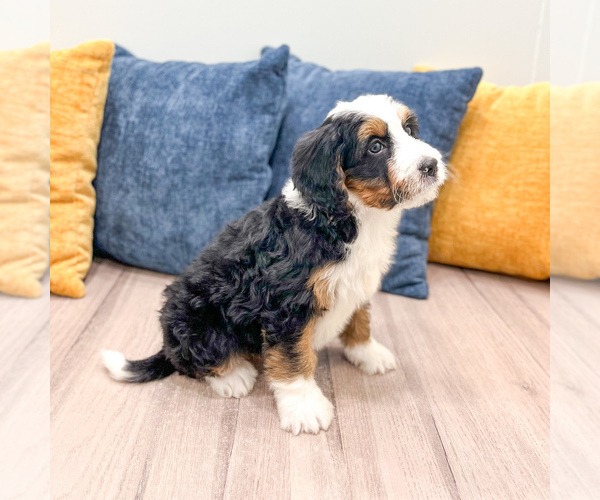 Medium Photo #3 Bernedoodle (Miniature) Puppy For Sale in DUNDEE, OH, USA