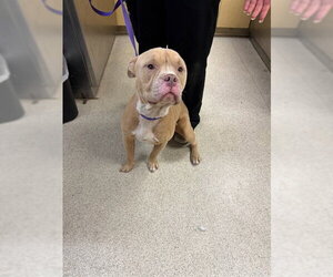 Mutt Dogs for adoption in Riverside, CA, USA