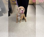NUGGET - Male Mutt Dog for Adoption - Small photo