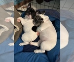Small Photo #8 French Bulldog Puppy For Sale in YORKTOWN, IN, USA