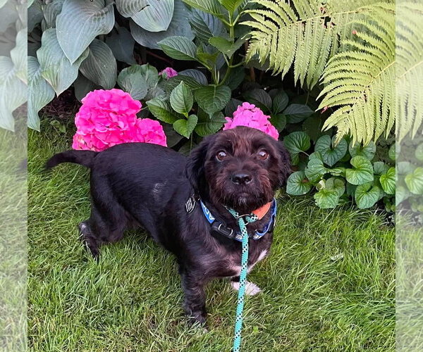 Medium Photo #3 Shih-Poo Puppy For Sale in Rochester, NY, USA