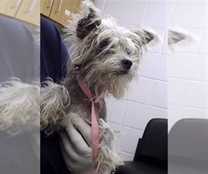 Mutt Dogs for adoption in St. Cloud, FL, USA