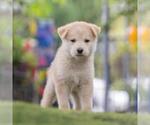 Small #2 Siberian Husky Mix