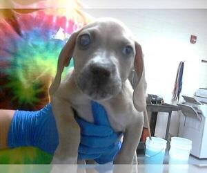 American Pit Bull Terrier-Basset Hound Mix Dogs for adoption in Fayetteville, NC, USA