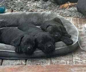 Cane Corso Puppy for sale in OVIEDO, FL, USA