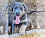 Puppy Handsome Boy Presa Canario-Rottweiler Mix