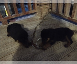 Rottweiler Puppy for sale in PHILADELPHIA, PA, USA